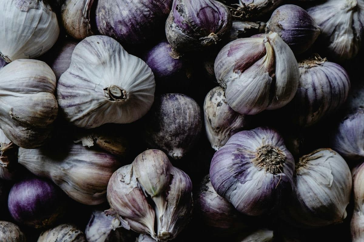 Dark moody hardneck garlic bulbs — Prince Edward County harvest