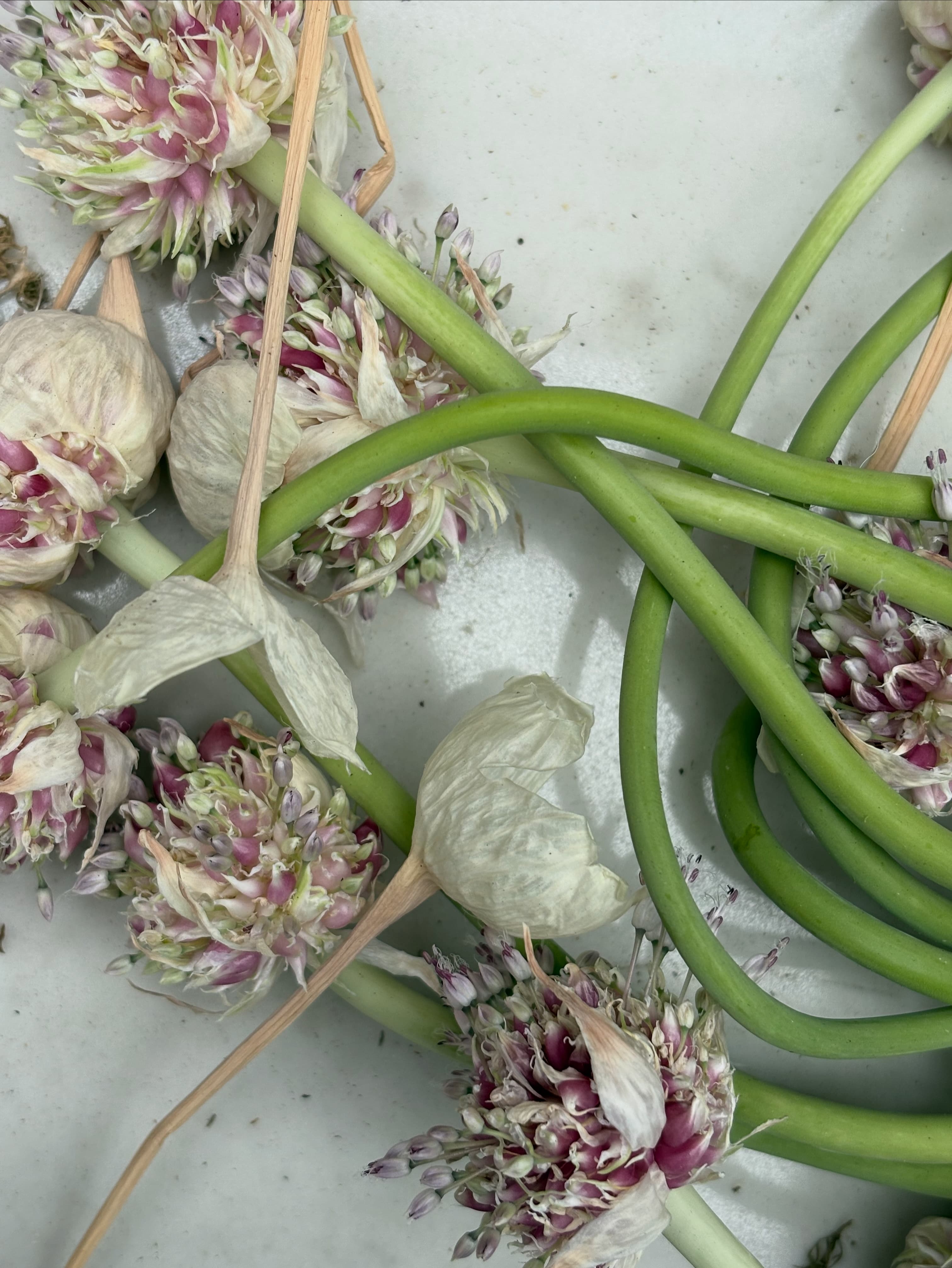 CLOVé garlic scapes with pink buds — the glamping experience brought to you